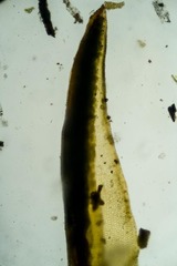 Psilopilum cavifolium