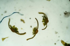 Psilopilum cavifolium