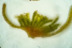 Psilopilum cavifolium