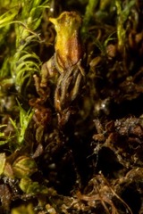 Psilopilum cavifolium