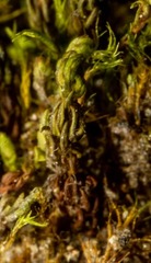 Psilopilum cavifolium