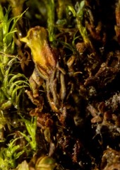 Psilopilum cavifolium