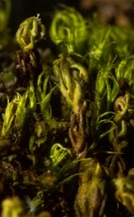 Psilopilum cavifolium