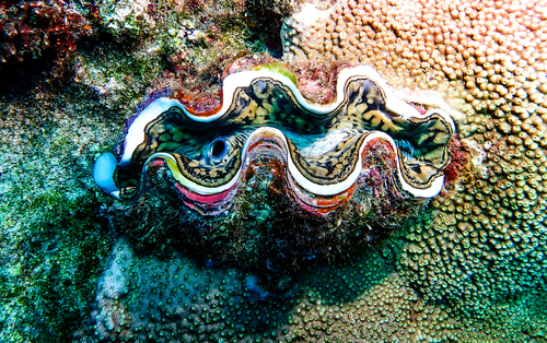 Small Giant Clam, Taiwan, TW, photo 9 of 10