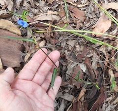 Commelina lanceolata