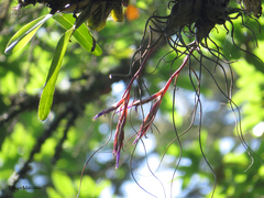Tillandsia butzii