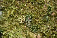Lepanthes calodictyon