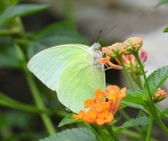 Catopsilia pomona