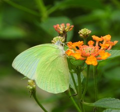 Catopsilia pomona