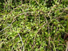 Coprosma neglecta