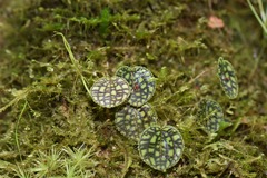 Lepanthes calodictyon