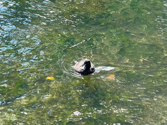 Aythya novaeseelandiae