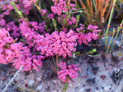 Erica daphniflora