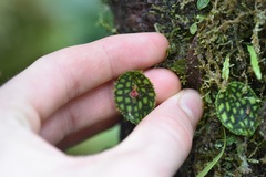 Lepanthes calodictyon
