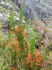 Erica curviflora