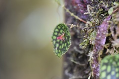 Lepanthes calodictyon