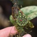 Lepanthes calodictyon - Photo 由 arethusa 所上傳的 (c) arethusa，保留部份權利CC BY-NC