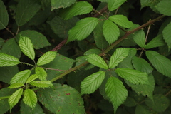 Rubus ibericus