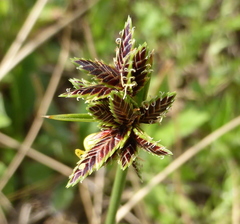Cyperus marginatus
