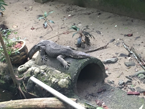 Indomalayan Water Monitor
