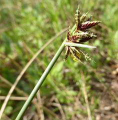 Cyperus marginatus