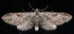 Eupithecia nevadata