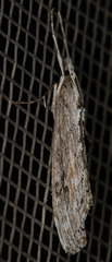 Evergestis angustalis