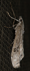 Evergestis angustalis