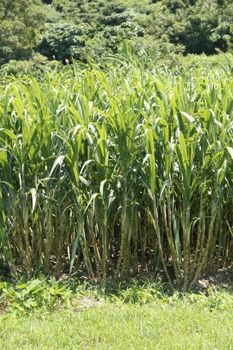 Saccharum officinarum iNat (3)