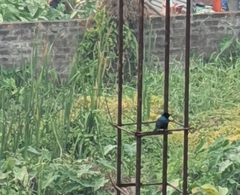 Cinnyris asiaticus