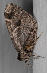 Stamnodes albiapicata