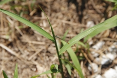 Agriocnemis femina oryzae