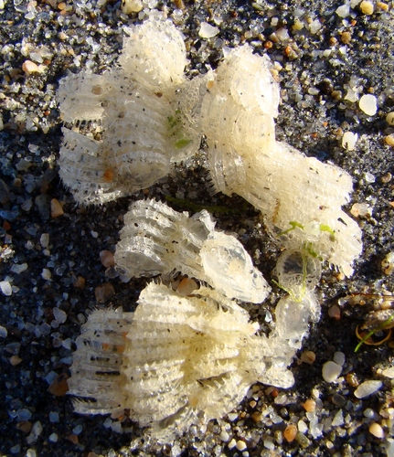 Poirieria zelandica