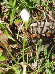 Zephyranthes atamasco