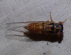 Palapsalta