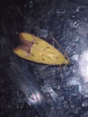 Gymnobathra flavidella