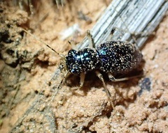Megacephalina