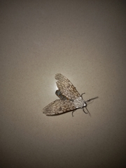 Hypercompe abdominalis