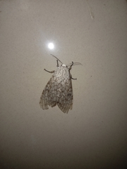 Hypercompe abdominalis