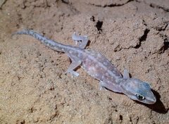 Lucasium stenodactylus