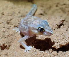 Lucasium stenodactylus