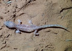 Lucasium stenodactylus