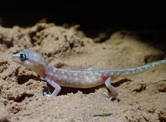 Lucasium stenodactylus