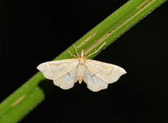 Musotima ochropteralis