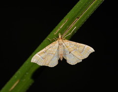 Musotima ochropteralis