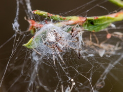 Araneus pallasi