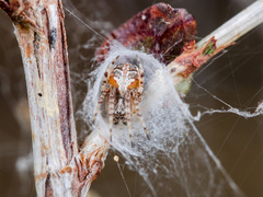 Araneus pallasi