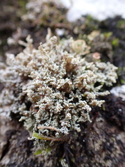 Stereocaulon vesuvianum