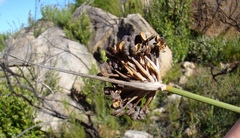 Bobartia orientalis orientalis