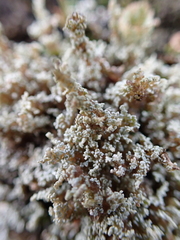 Stereocaulon vesuvianum